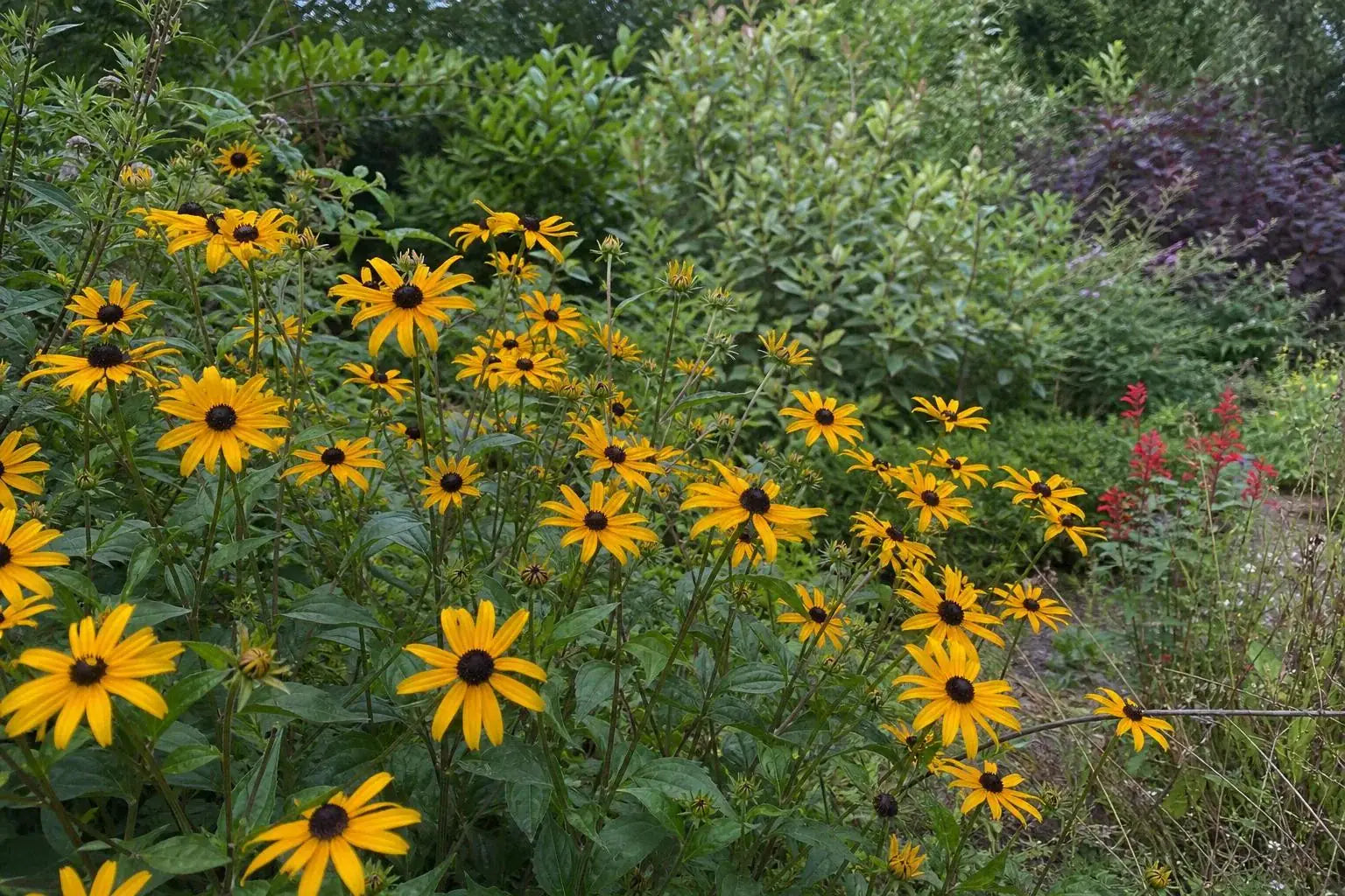 Rudbeckia triloba (Black-Eyed Susan) – perennial garden photograph 4