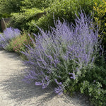Salvia - ‘Blue Spire’ (Russian Sage) – perennial garden photograph 2