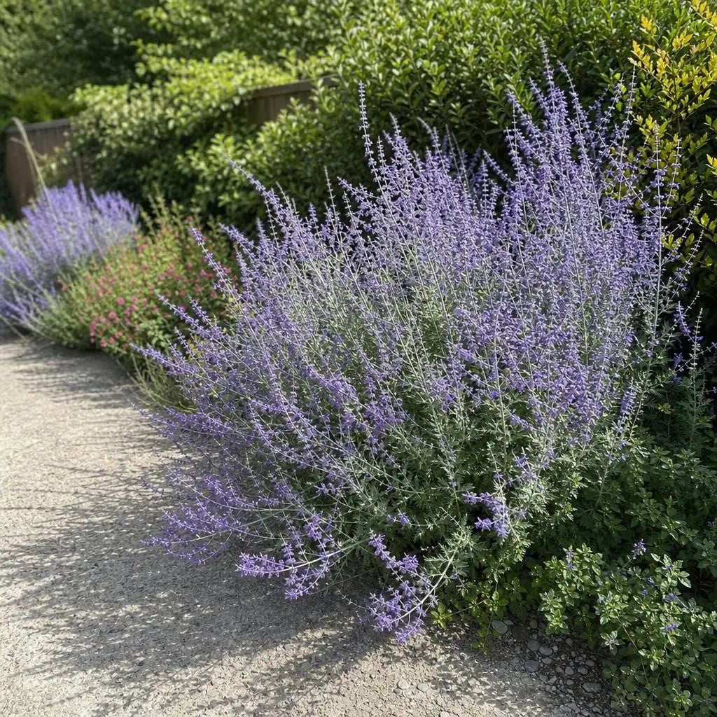 Salvia - ‘Blue Spire’ (Russian Sage) – perennial garden photograph 2