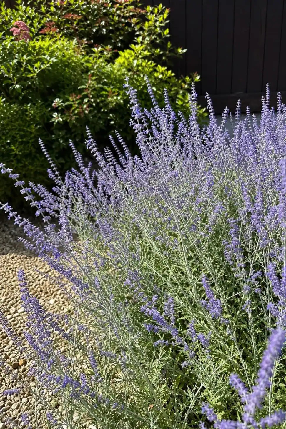 Salvia - ‘Blue Spire’ (Russian Sage) – perennial garden photograph 3