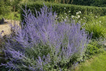 Salvia - ‘Blue Spire’ (Russian Sage) – perennial garden photograph 4