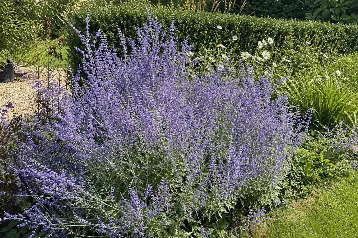 Salvia - ‘Blue Spire’ (Russian Sage) – perennial garden photograph 4