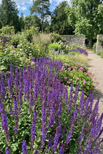 Salvia 'Caradonna' (Balkan Sage) - Harding & Bloom