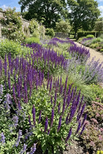 Salvia 'Caradonna' (Balkan Sage) - Harding & Bloom