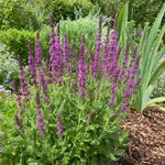 Salvia nemorosa - ‘Pink Beauty’ (Sage) – perennial garden photograph 2