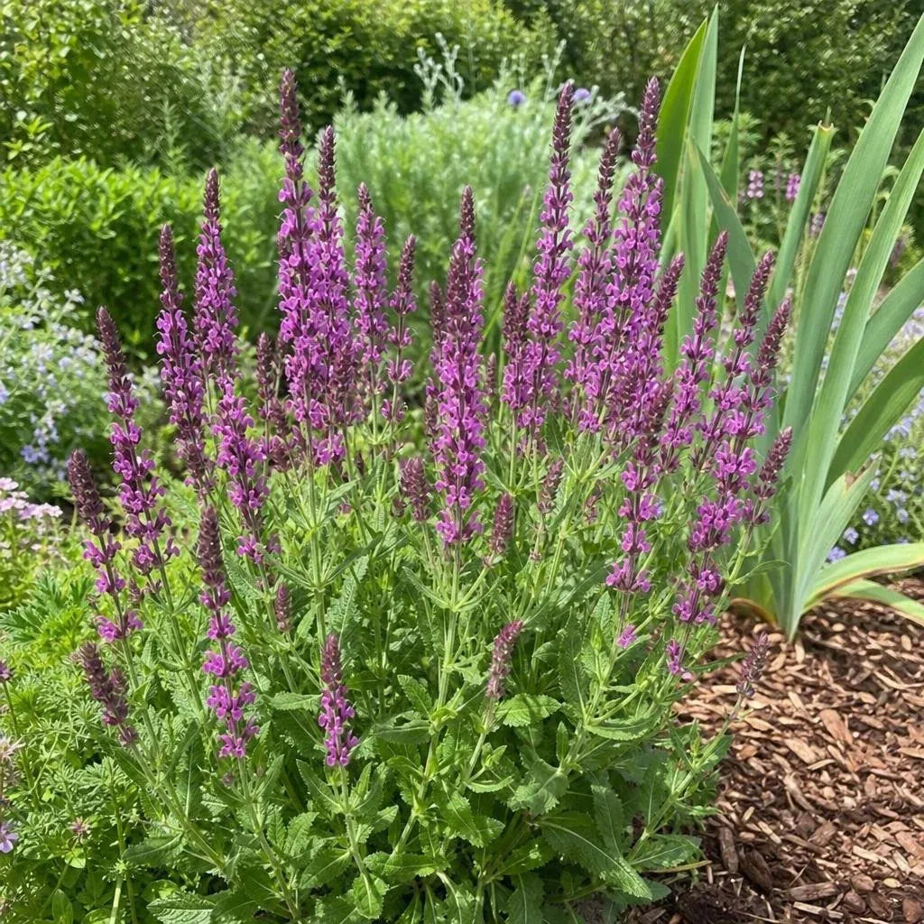 Salvia nemorosa - ‘Pink Beauty’ (Sage) – perennial garden photograph 2