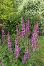 Salvia nemorosa - ‘Pink Beauty’ (Sage) – perennial garden photograph 3
