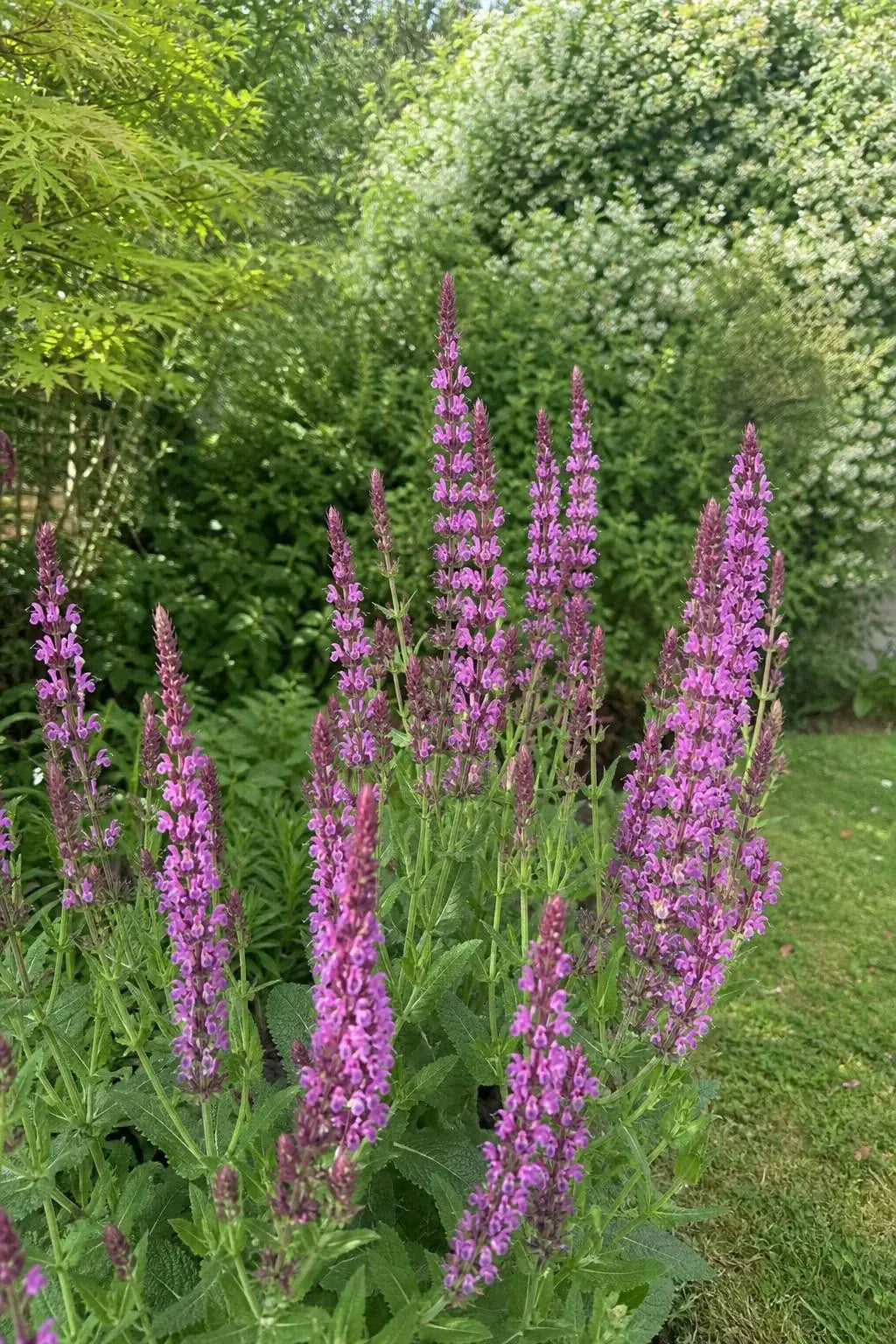 Salvia nemorosa - ‘Pink Beauty’ (Sage) – perennial garden photograph 3