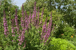 Salvia nemorosa - ‘Pink Beauty’ (Sage) – perennial garden photograph 4