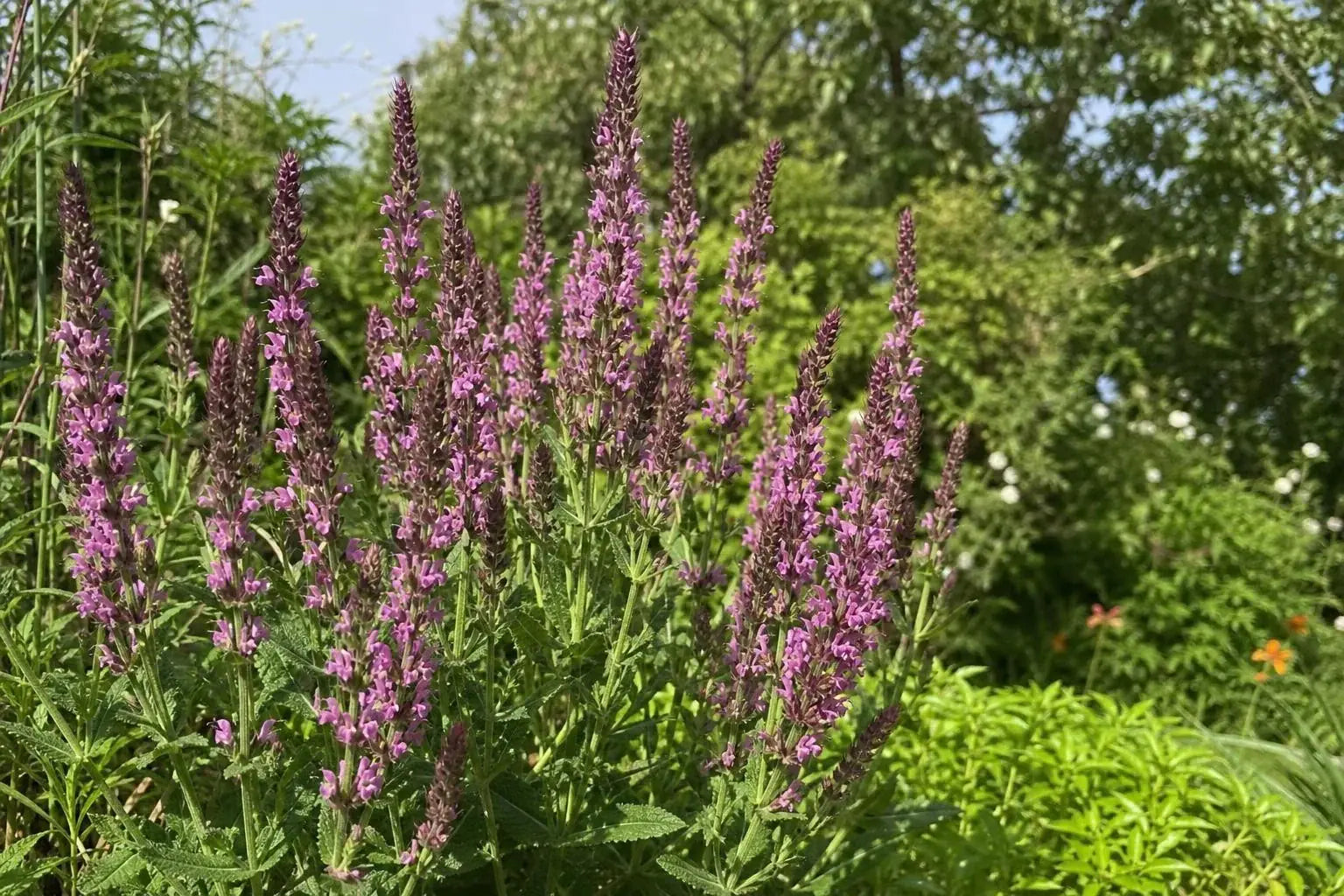Salvia nemorosa - ‘Pink Beauty’ (Sage) – perennial garden photograph 4