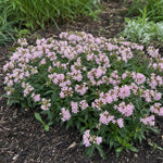 Saponaria ocymoides (Soapwort) – perennial garden photograph 2