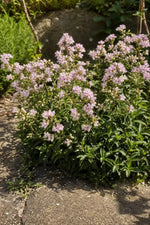 Saponaria ocymoides (Soapwort) – perennial garden photograph 3