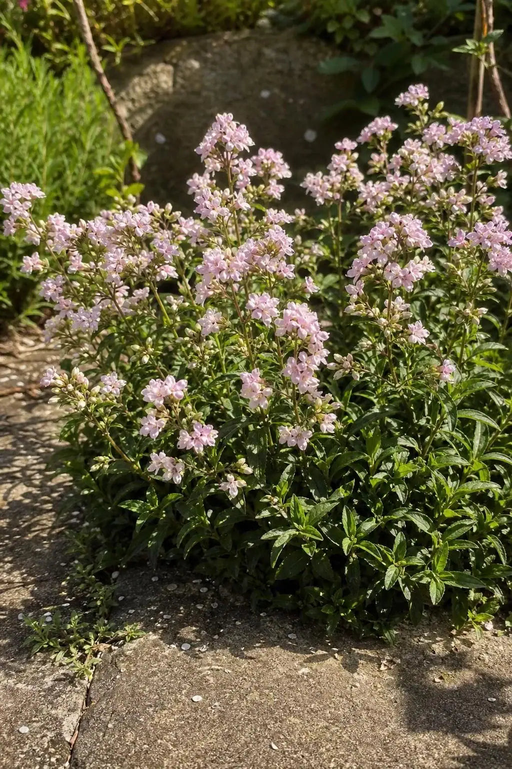 Saponaria ocymoides (Soapwort) – perennial garden photograph 3