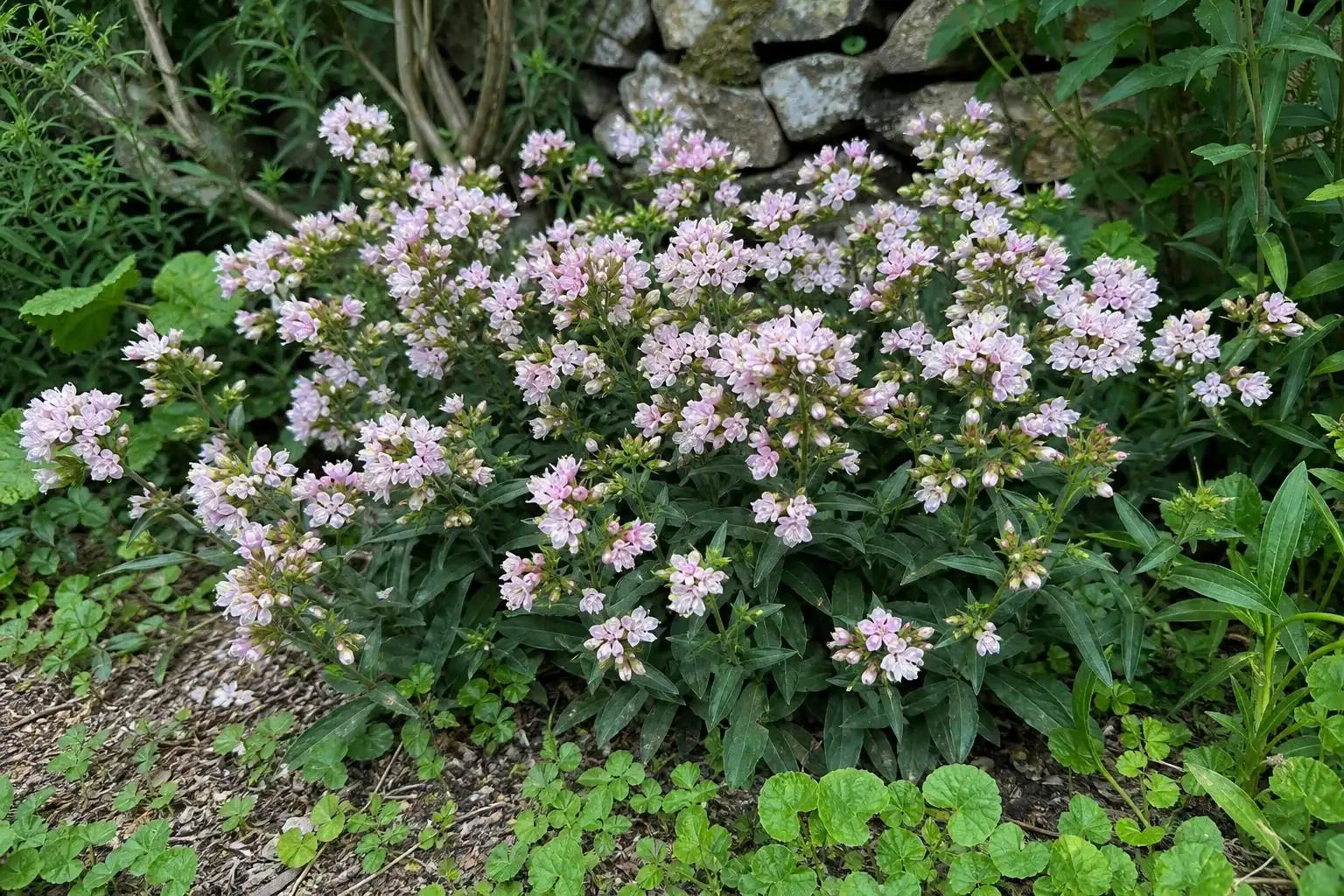 Saponaria ocymoides (Soapwort) – perennial garden photograph 4