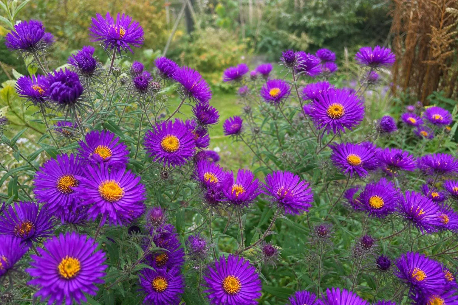 Symphyotrichum novae-angliae - ‘Purple Dome’ (New England Aster) – perennial garden photograph 4
