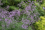 Thalictrum delavayi (Meadow Rue) – perennial garden photograph 4