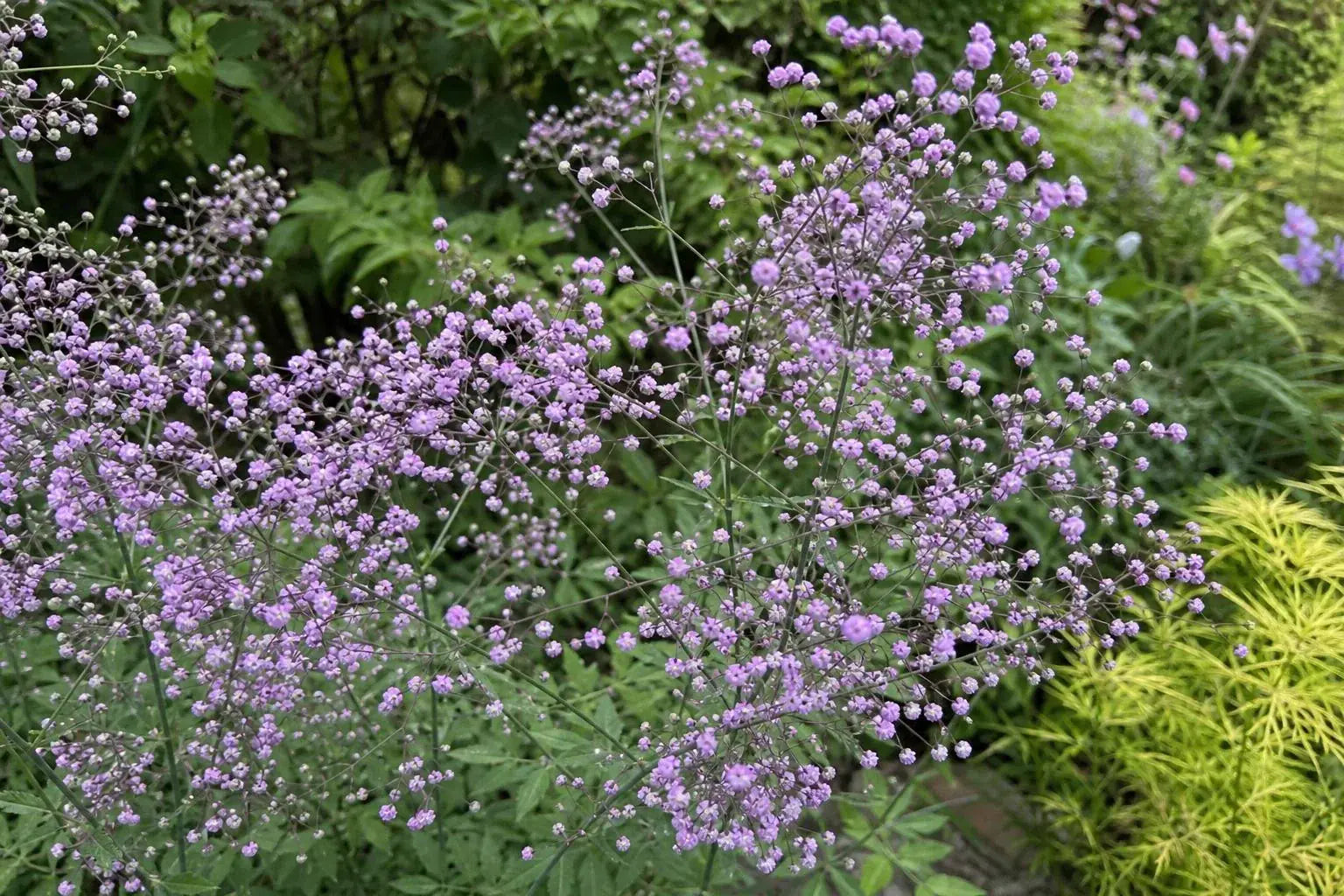 Thalictrum delavayi (Meadow Rue) – perennial garden photograph 4