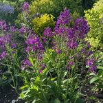 Verbascum phoeniceum (Mullein) – perennial garden photograph 2
