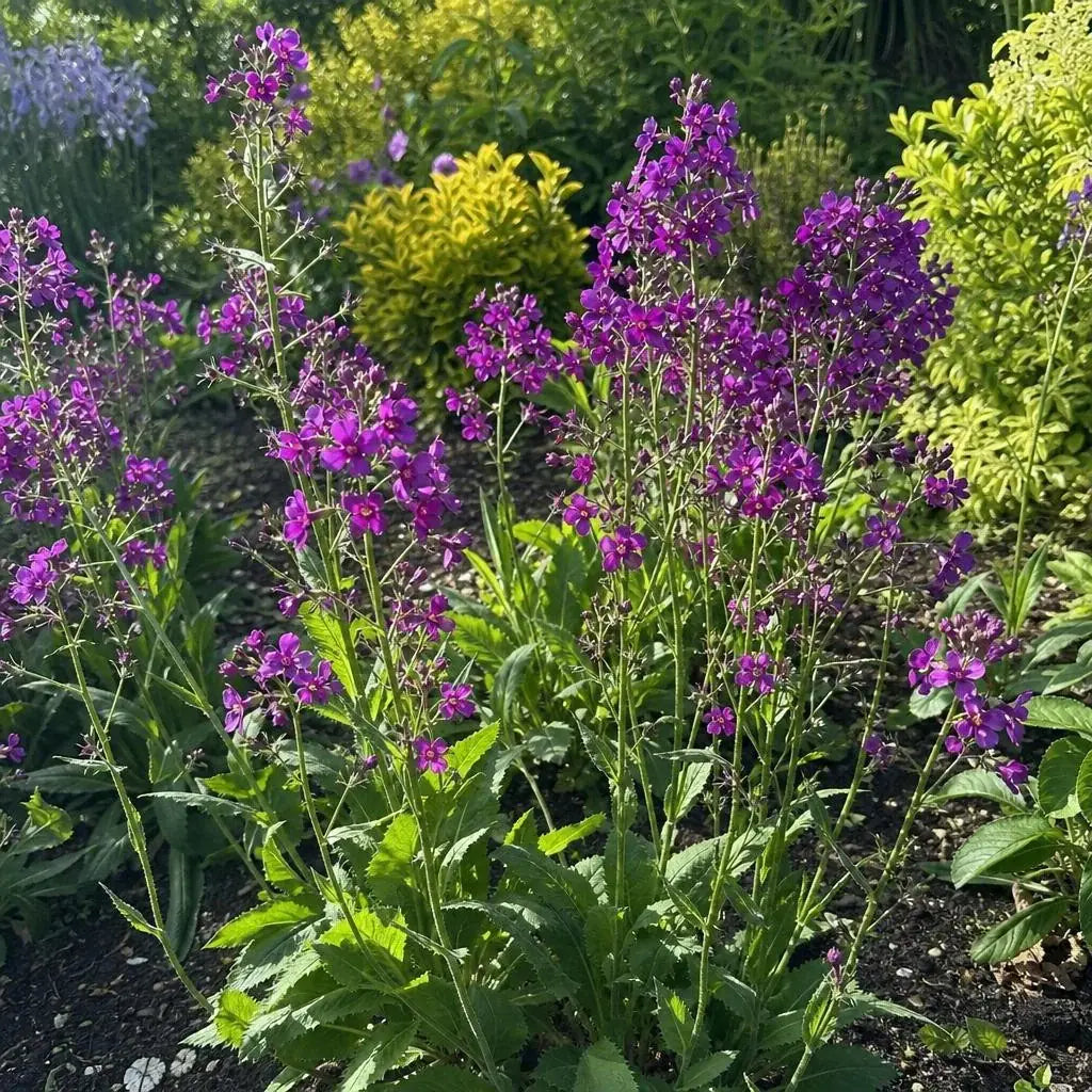 Verbascum phoeniceum (Mullein) – perennial garden photograph 2