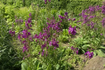 Verbascum phoeniceum (Mullein) – perennial garden photograph 4
