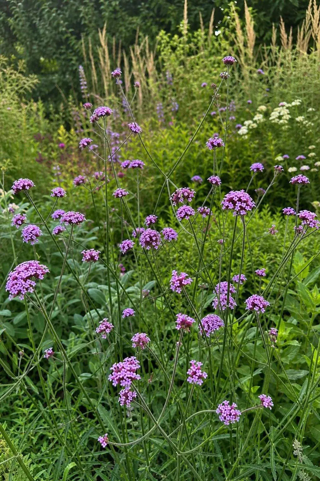 Verbena bonariensis - ‘Lollipop’ – perennial garden photograph 3