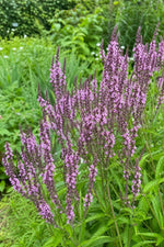 Verbena hastata - ‘Pink Spires’ – perennial garden photograph 3