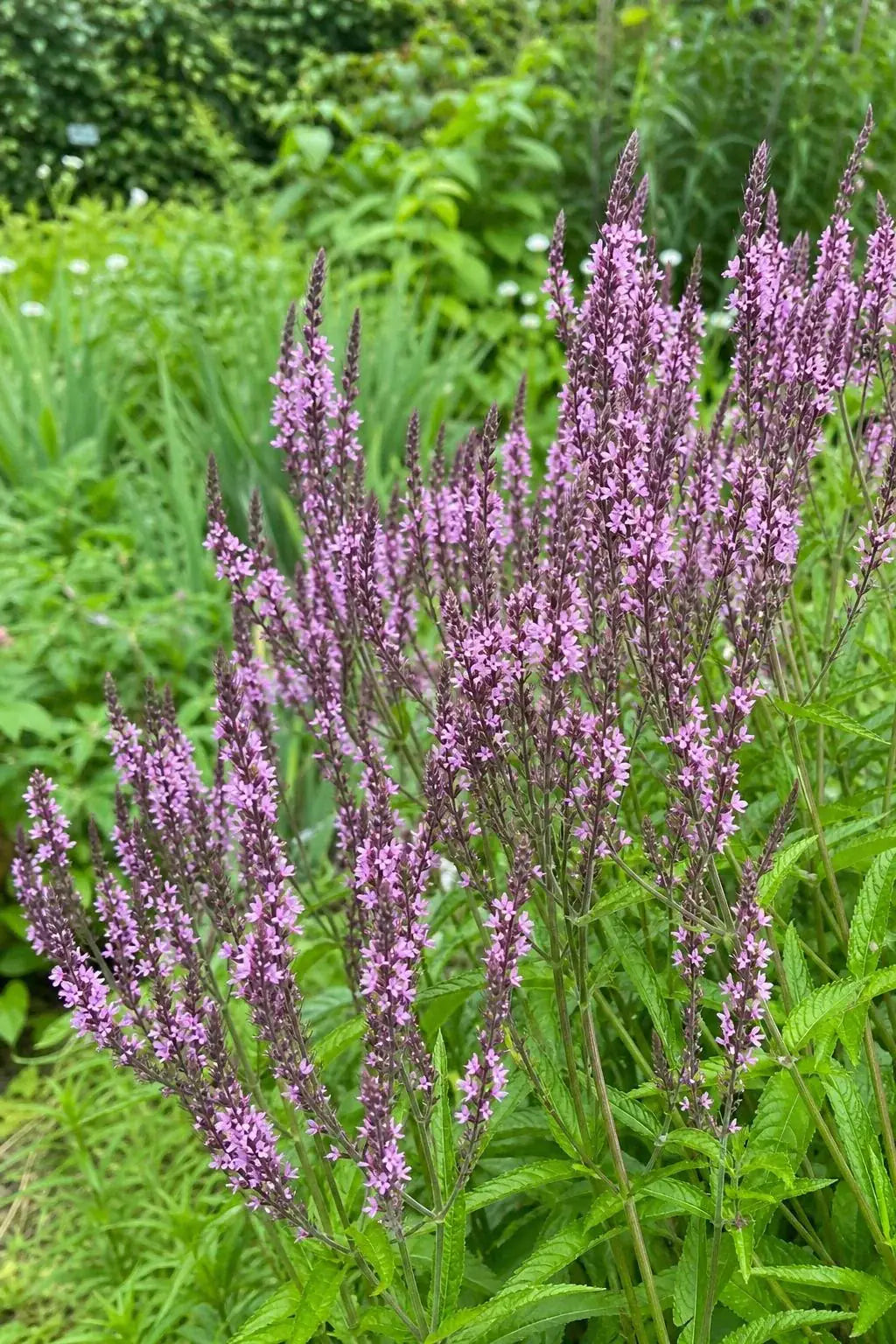 Verbena hastata - ‘Pink Spires’ – perennial garden photograph 3