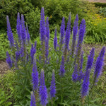 Veronica spicata (Spiked Speedwell) – perennial garden photograph 2