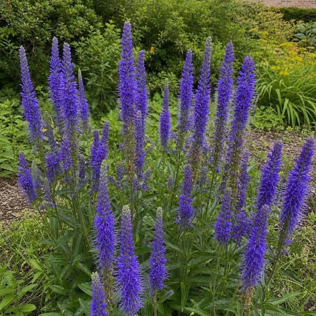 Veronica spicata (Spiked Speedwell) – perennial garden photograph 2