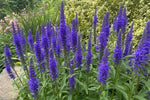 Veronica spicata (Spiked Speedwell) – perennial garden photograph 4