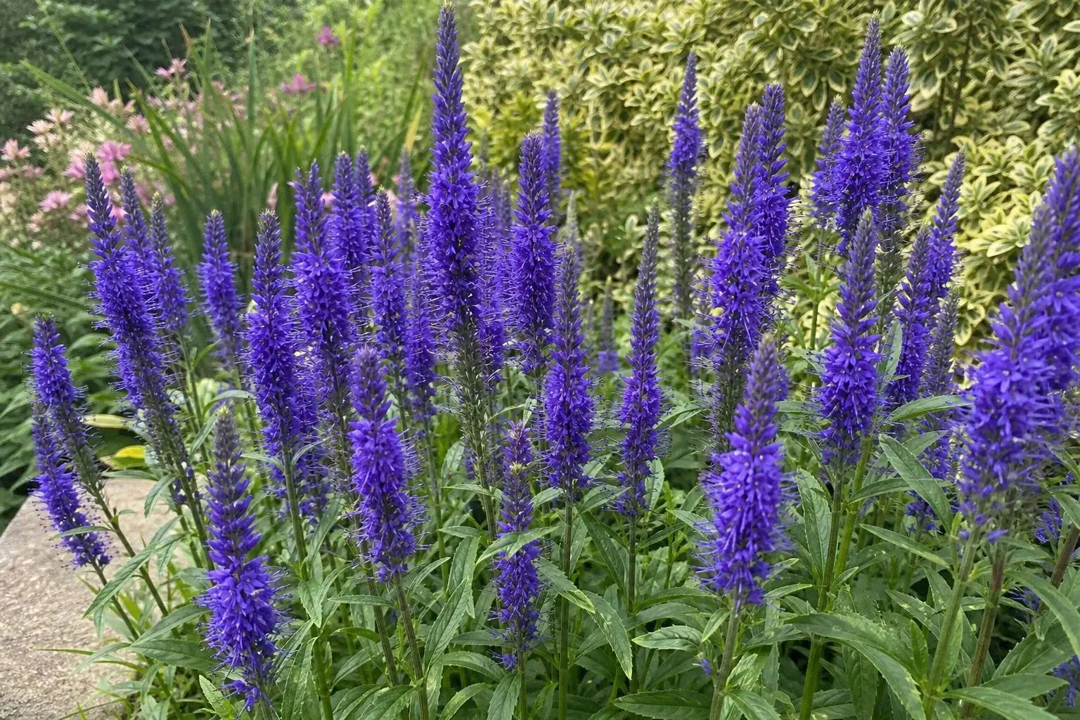 Veronica spicata (Spiked Speedwell) – perennial garden photograph 4
