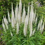 Veronicastrum virginicum - ‘Album’ (Culver's Root) – perennial garden photograph 2