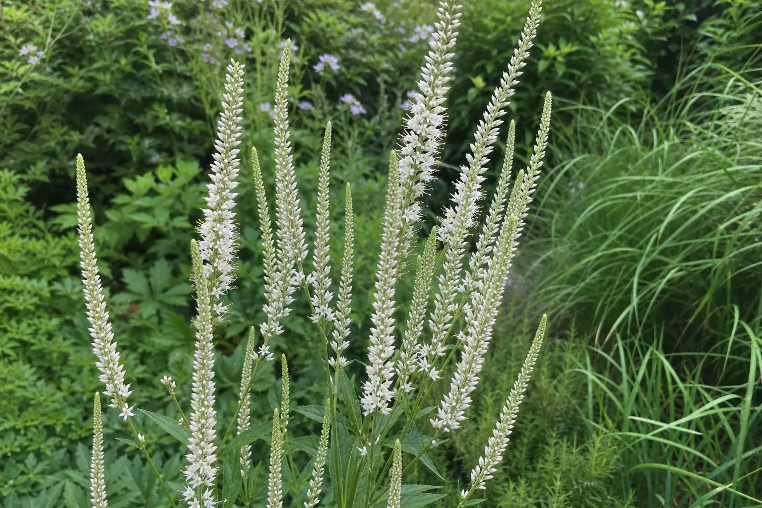 Veronicastrum virginicum - ‘Album’ (Culver's Root) – perennial garden photograph 4