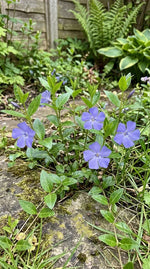 Vinca minor (Lesser Periwinkle) – perennial garden photograph 3