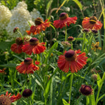 Helenium - ‘Moerheim Beauty’ (Sneezeweed) – perennial garden photograph 1