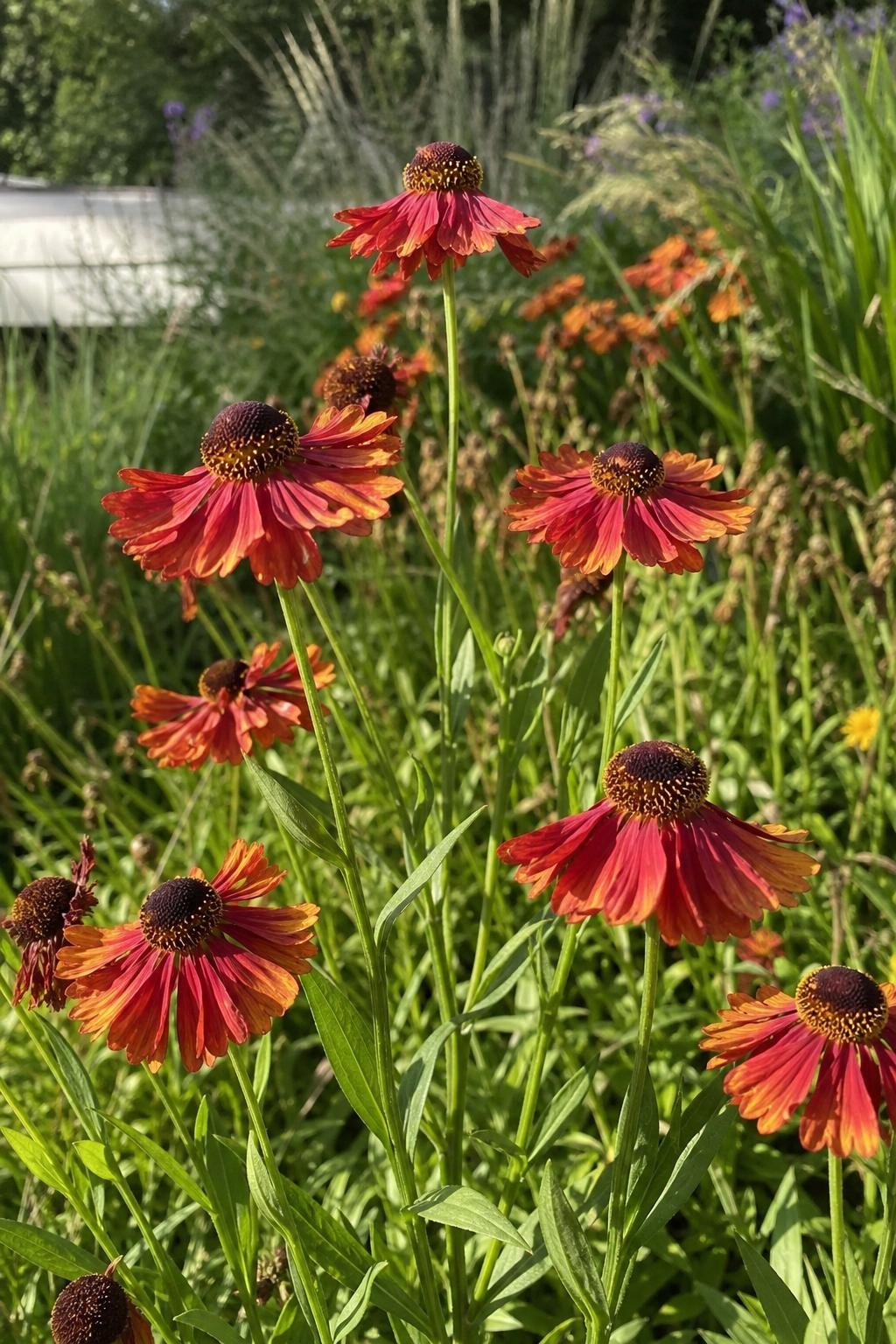 Helenium - ‘Moerheim Beauty’ (Sneezeweed) – perennial garden photograph 3