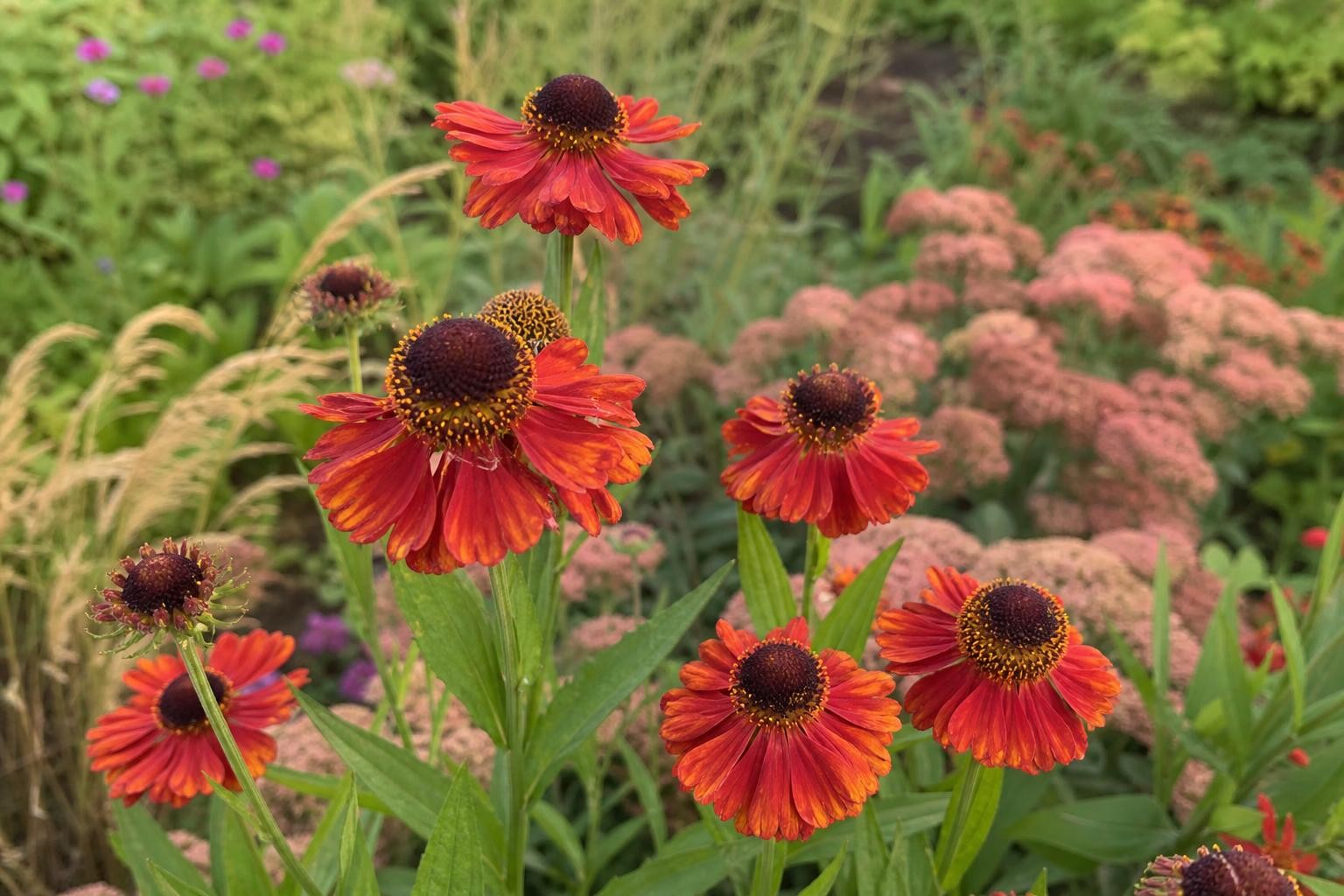 Helenium - ‘Moerheim Beauty’ (Sneezeweed) – perennial garden photograph 4
