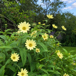 Helianthus - ‘Lemon Queen’ (Perennial Sunflower) – perennial garden photograph 2