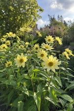 Helianthus - ‘Lemon Queen’ (Perennial Sunflower) – perennial garden photograph 3