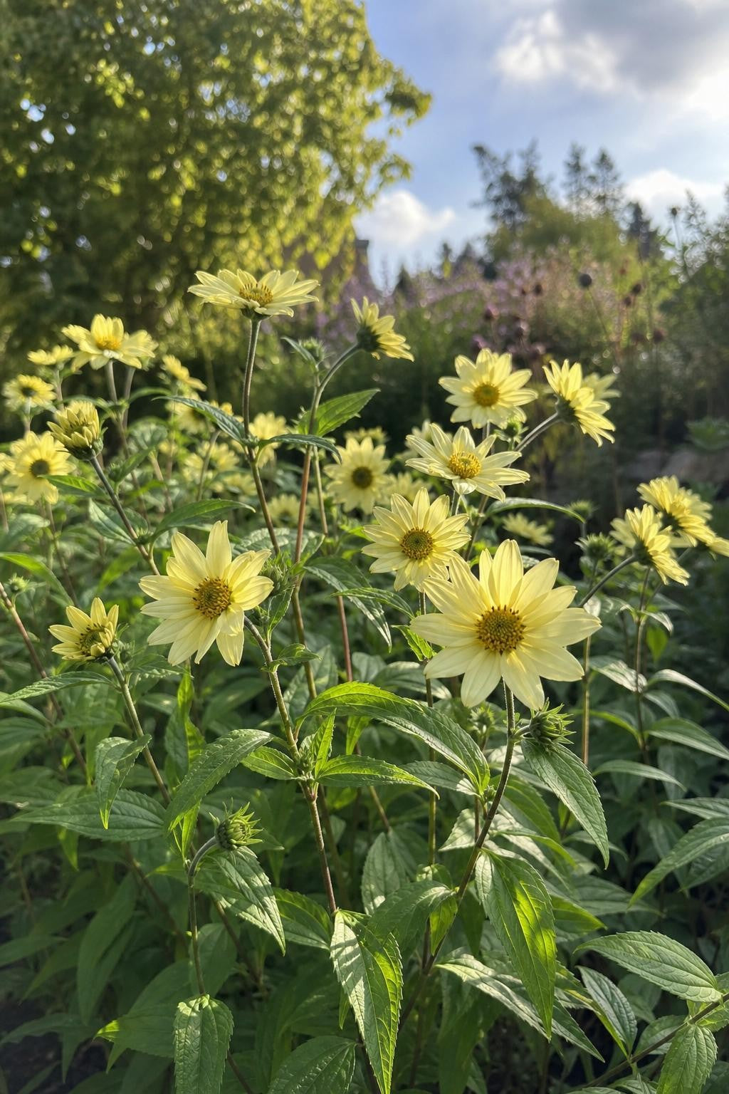 Helianthus - ‘Lemon Queen’ (Perennial Sunflower) – perennial garden photograph 3