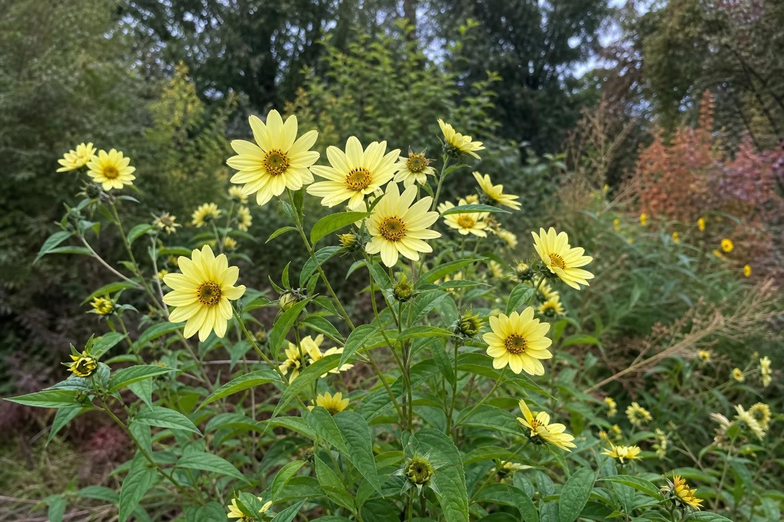 Helianthus - ‘Lemon Queen’ (Perennial Sunflower) – perennial garden photograph 4