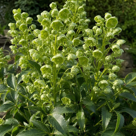 Helleborus argutifolius (Holly-Leaved Hellebore) – perennial garden photograph 1