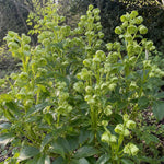 Helleborus argutifolius (Holly-Leaved Hellebore) – perennial garden photograph 2