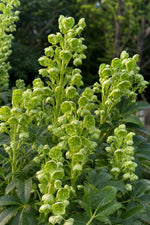 Helleborus argutifolius (Holly-Leaved Hellebore) – perennial garden photograph 3