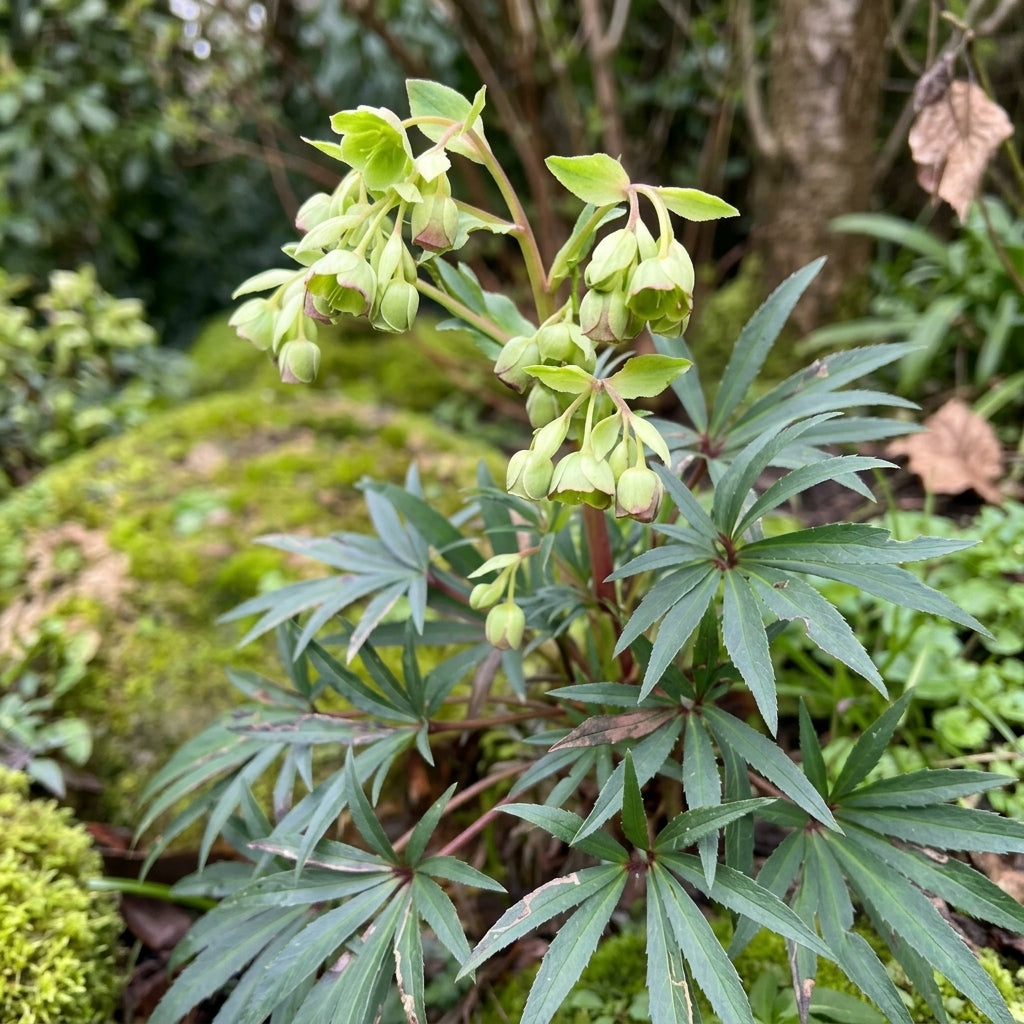 Helleborus foetidus (Stinking Hellebore) – perennial garden photograph 2