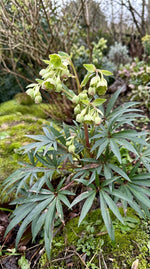 Helleborus foetidus (Stinking Hellebore) – perennial garden photograph 3