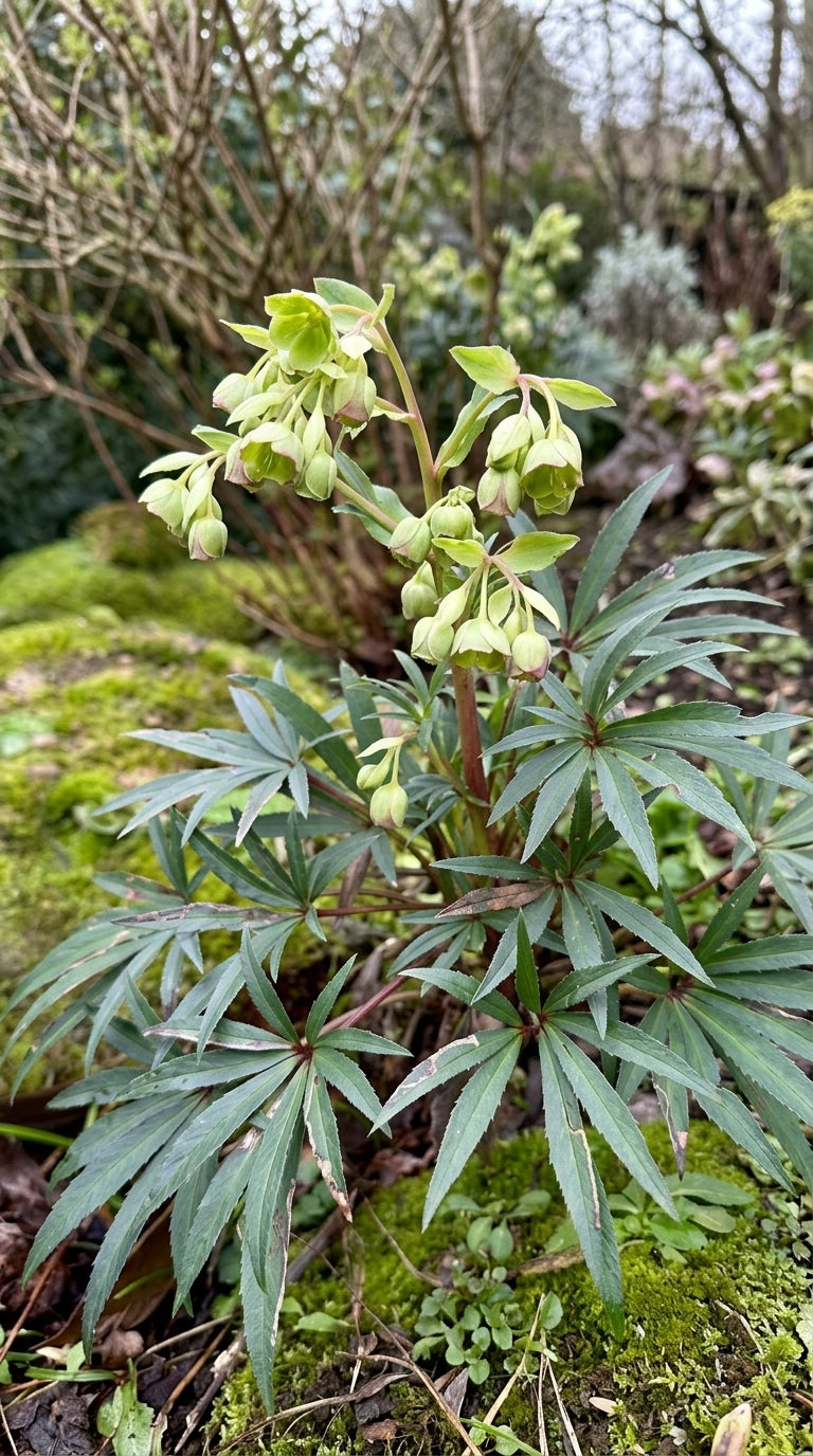 Helleborus foetidus (Stinking Hellebore) – perennial garden photograph 3