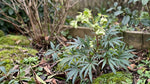 Helleborus foetidus (Stinking Hellebore) – perennial garden photograph 4