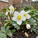 Helleborus niger (Christmas Rose) – perennial garden photograph 1