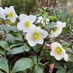 Helleborus niger (Christmas Rose) – perennial garden photograph 2